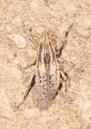 Pseudocleonus cinereus